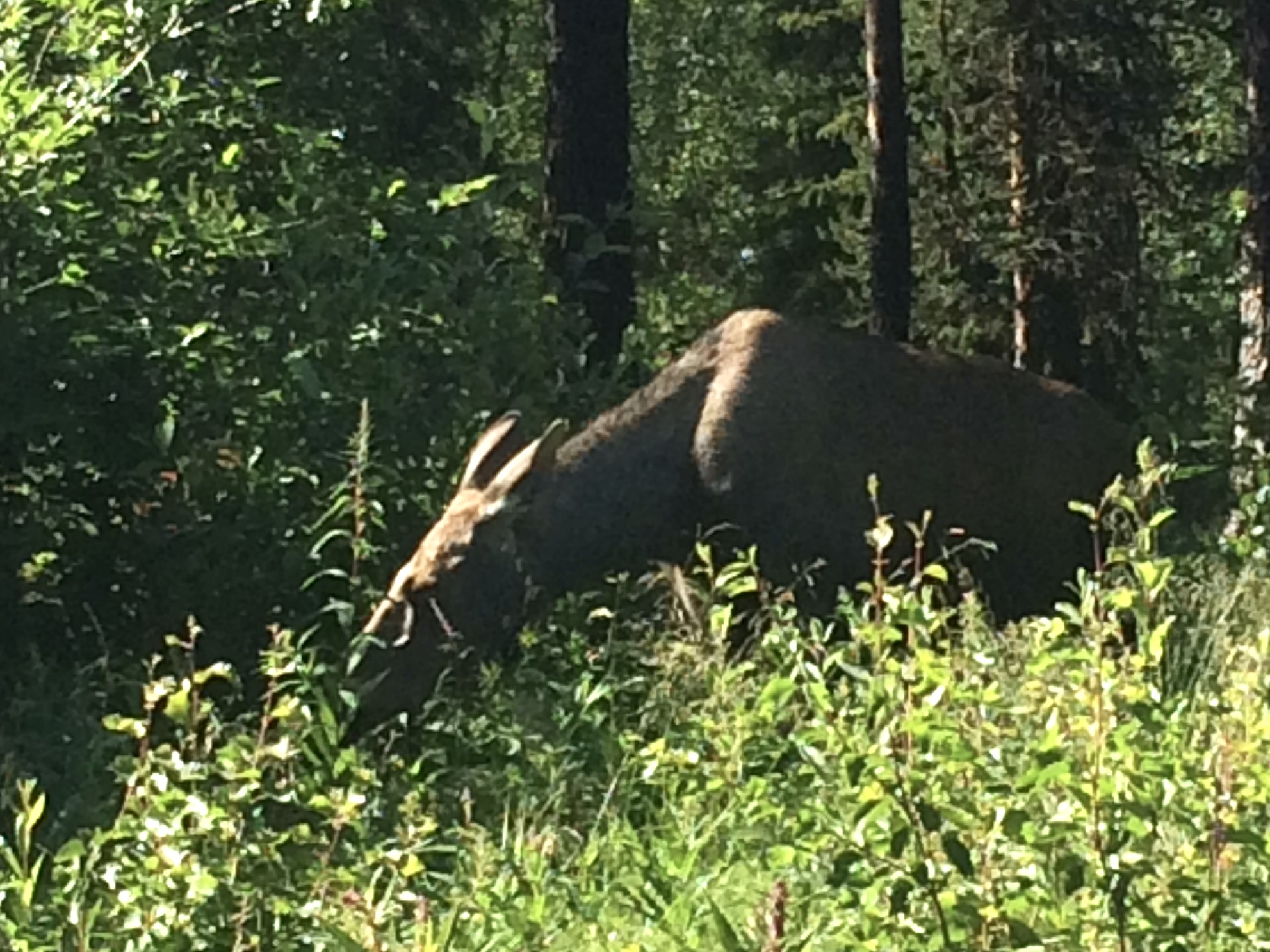 swedish hunting camp moose arjeplog